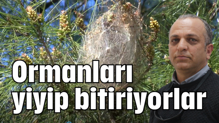Ormanları yiyip bitiriyorlar