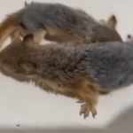 Otogarda sincap operasyonu