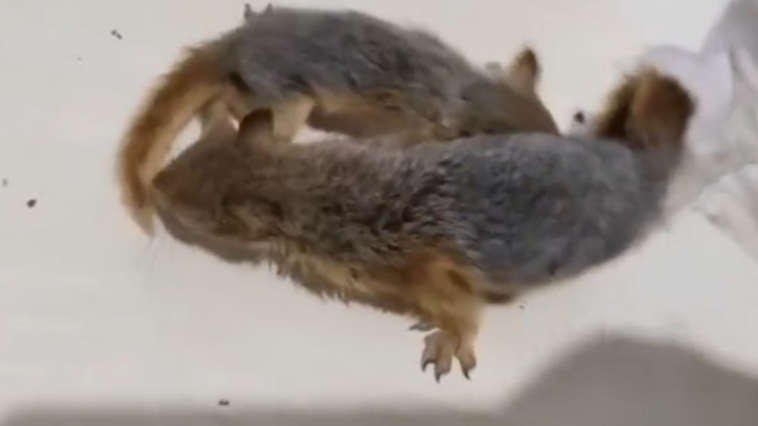 Otogarda sincap operasyonu