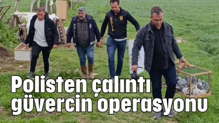 Polisten çalıntı güvercin operasyonu