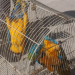 Satışı yasak olan papağana polis el koydu