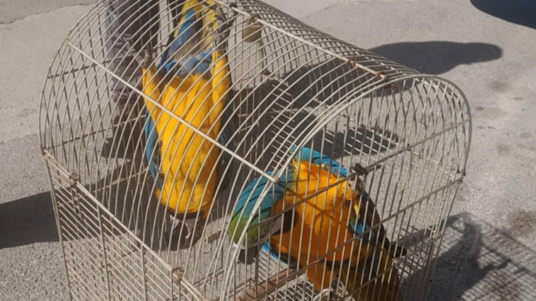 Satışı yasak olan papağana polis el koydu