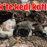 Serik'te kedi katliamı