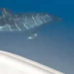 Yunuslar tekneye eşlik etti