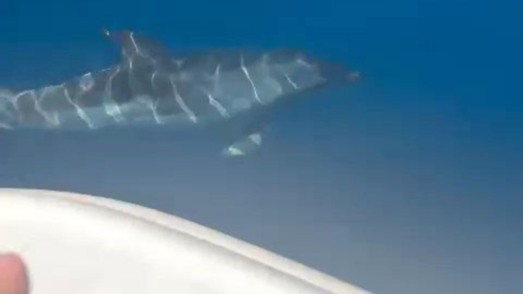 Yunuslar tekneye eşlik etti