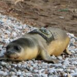 101 gün sonra denizle buluşturulan yavru fok ölü bulundu