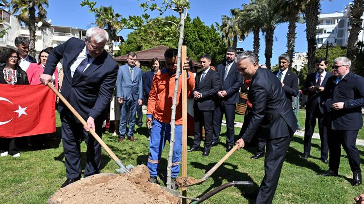 Dostluk çınarı toprağa kavuştu