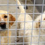 20 yılda 566 bin 791 hayvan sahiplendirildi