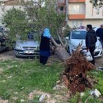 Şiddetli rüzgar ağaç devirdi