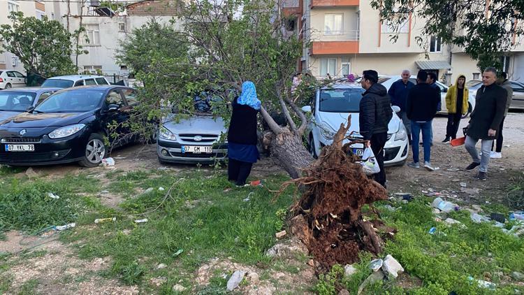 Şiddetli rüzgar ağaç devirdi