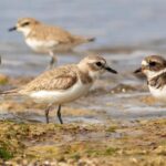 Antalya Kuş Gözlem Kampında Sürprizler