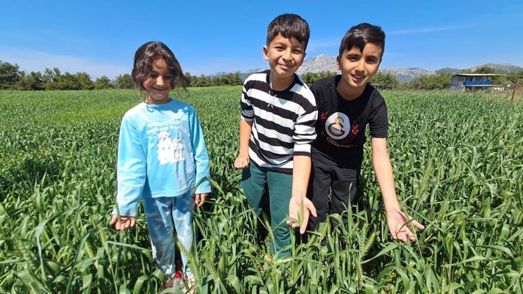 Serikte Buğday Hasadı Beklentisi