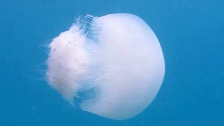 Bahar Aylarında Denizanasının Tehlikeleri