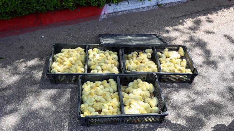 Zabıta, otobüsle gönderilen 300 civcive el koydu