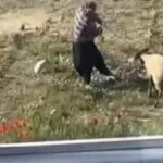 Koyuna kalın iple vurup, defalarca tekmeledi