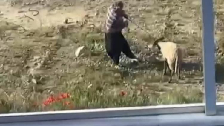 Koyuna kalın iple vurup, defalarca tekmeledi