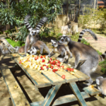 Antalya Doğal Yaşam Parkı bayramda açık olacak