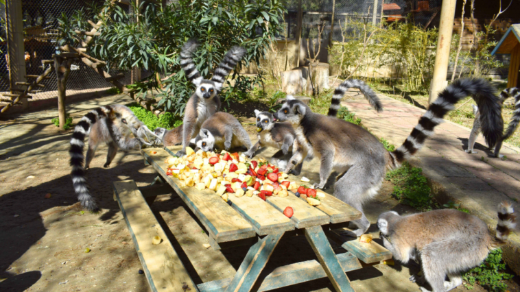 Antalya Doğal Yaşam Parkı bayramda açık olacak