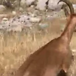 Antalya Finike'de dağ keçisi operasyonu