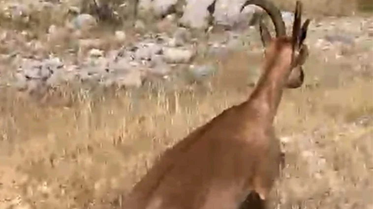 Antalya Finike'de dağ keçisi operasyonu