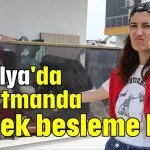 Antalya'da apartmanda köpek besleme krizi