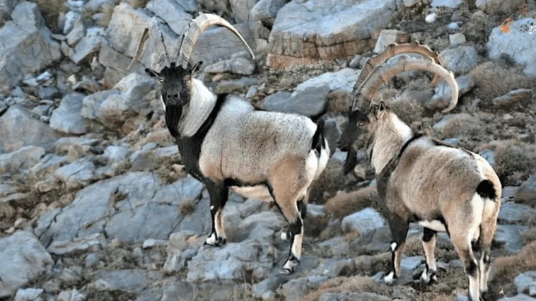 Antalya'da yaban keçileri dron ve kamera ile görüntülendi
