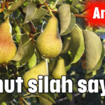 Armut silah sayıldı