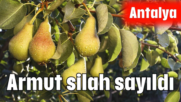 Armut silah sayıldı