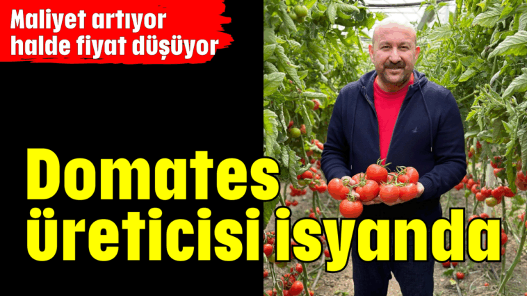 Domates üreticisi isyanda