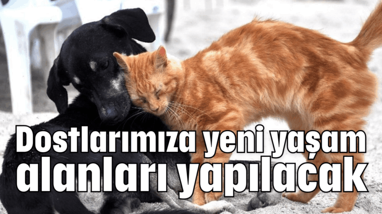 Dostlarımıza yeni yaşam alanları yapılacak