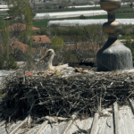 Elmalı’nın müdavimleri