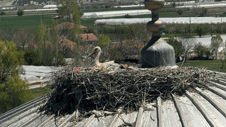 Elmalı’nın müdavimleri