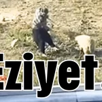 Eziyet!