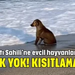 Konyaaltı Sahili'ne evcil hayvanların girişi yasak yok! Kısıtlama var