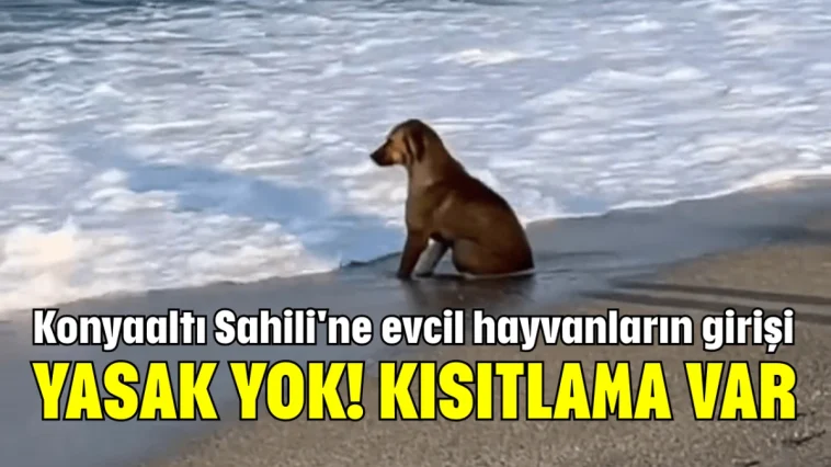Konyaaltı Sahili'ne evcil hayvanların girişi yasak yok! Kısıtlama var