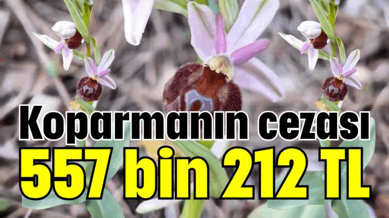 Koparmanın cezası 557 bin 212 TL