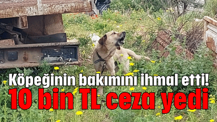 Köpeğinin bakımını ihmal etti! 10 bin TL ceza yedi