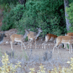 Koruma altındaki yaban hayvanı sayısı arttı