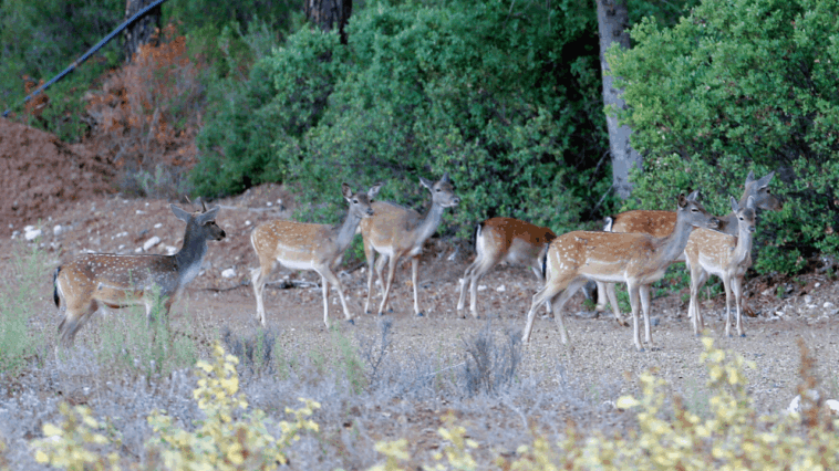 Koruma altındaki yaban hayvanı sayısı arttı