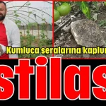 Kumluca seralarına kaplumbağa istilası