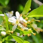 Narenciye balı koruma altında