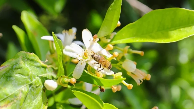 Narenciye balı koruma altında