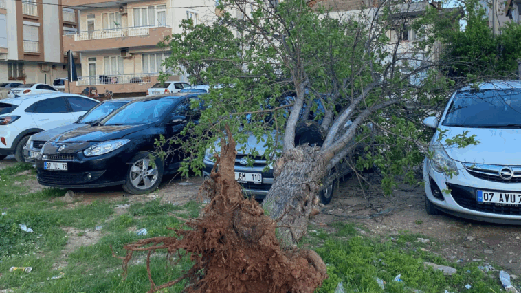 Rüzgarın yerinden söktüğü ağaç otomobillerin üzerine düştü