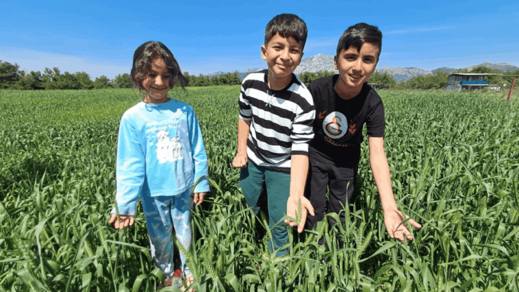 Serik'te 45 bin ton buğday hasadı yapılacak