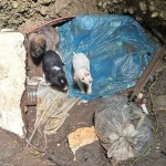 Serik'te kuyuya düşen yavru köpekleri itfaiye kurtardı