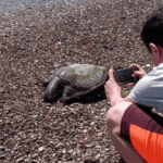 Serik'te ölü caretta caretta sahile vurdu