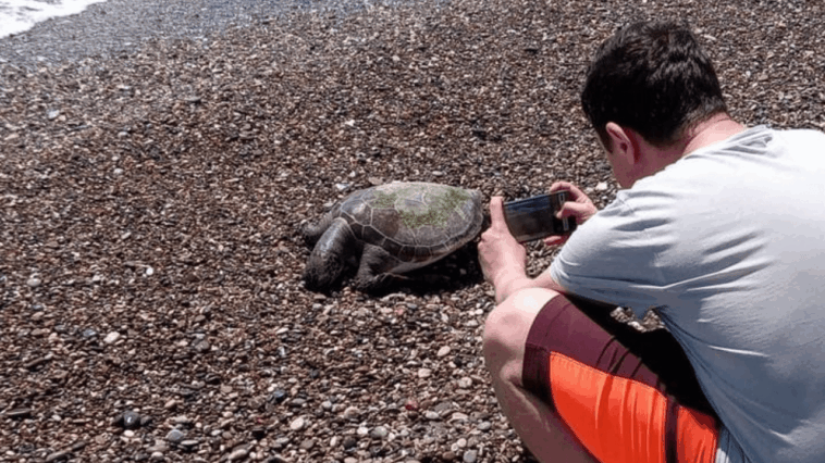 Serik'te ölü caretta caretta sahile vurdu