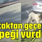 Sokaktan geçen köpeği vurdu!