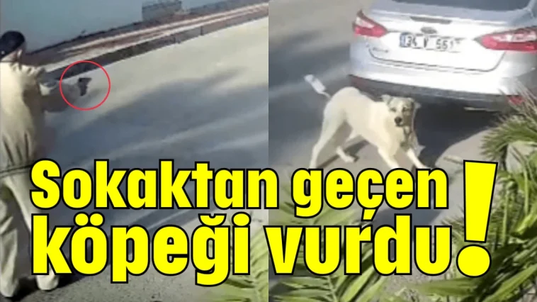Sokaktan geçen köpeği vurdu!