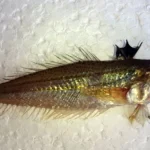 Trakonya tehlikesi: Plaja ayakkabısız girmeyin!